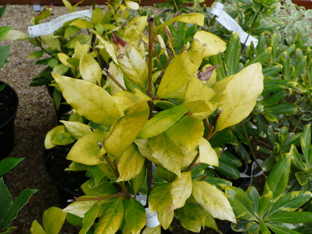 LAURUS nobilis Aurea
