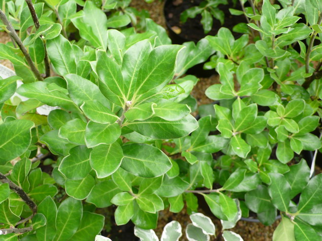 PITTOSPORUM tenuifolium Macrophyllum