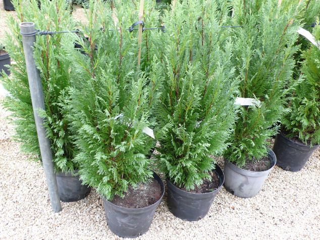 CUPRESSOCYPARIS leylandii Herculea ®