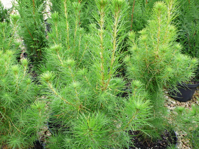 PINUS insignis