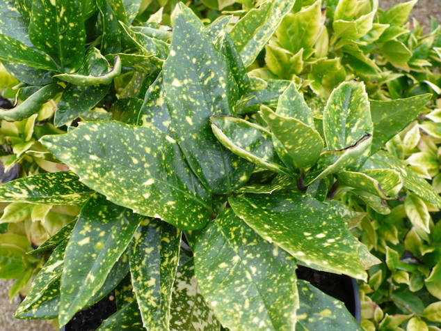 AUCUBA japonica Variegata
