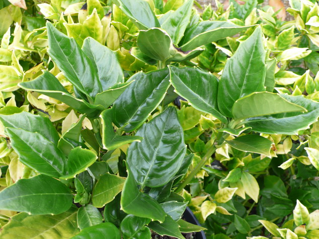 AUCUBA japonica Rozannie