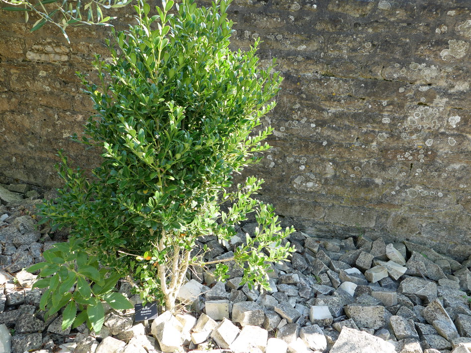 BUXUS balearica