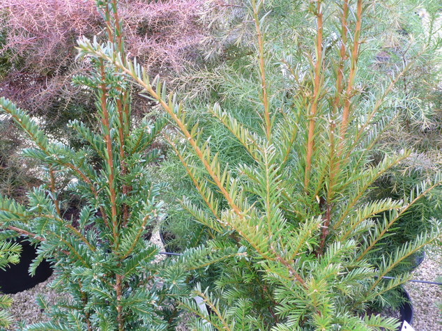 TAXUS baccata