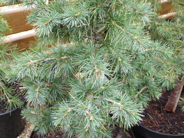 photo CEDRUS libani