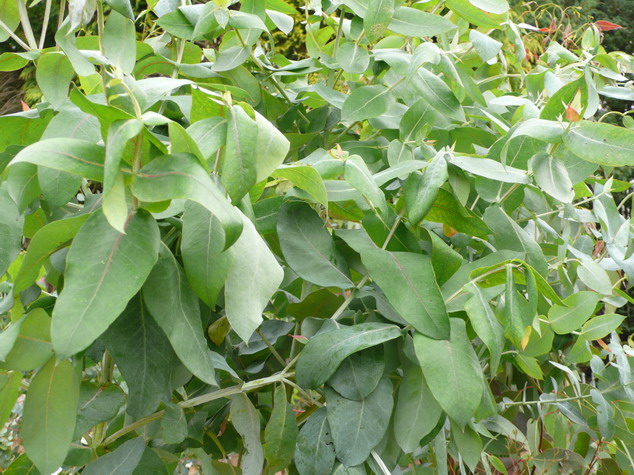 EUCALYPTUS globulus