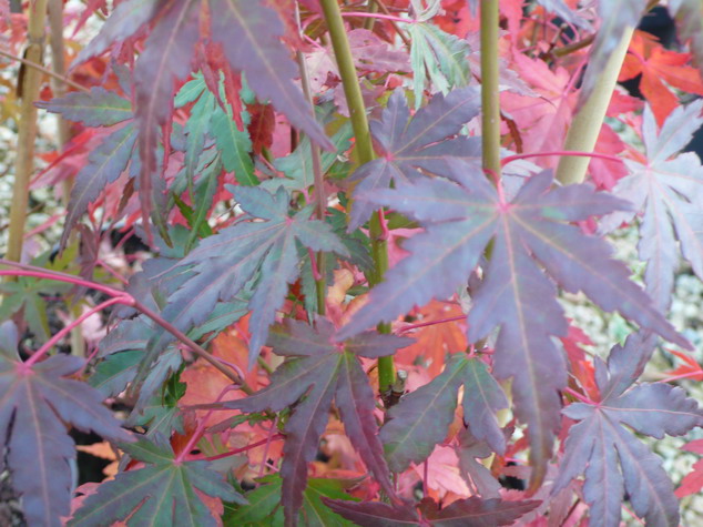 ACER palmatum