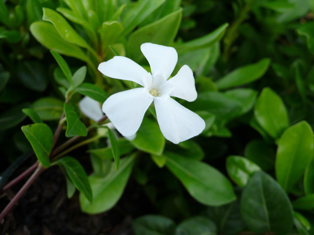 VINCA minor Alba