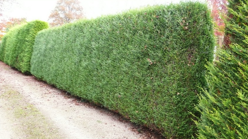 THUJA plicata Atrovirens