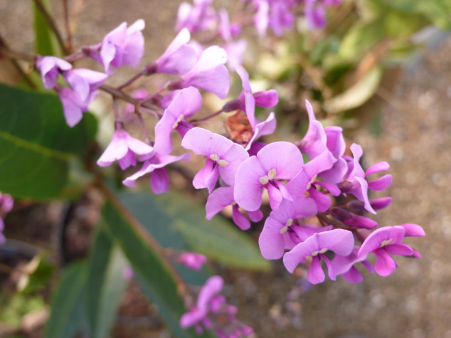 HARDENBERGIA violacea