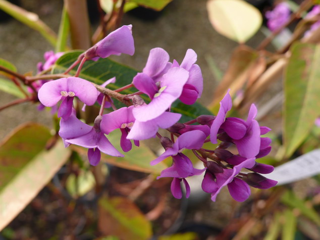 HARDENBERGIA violacea