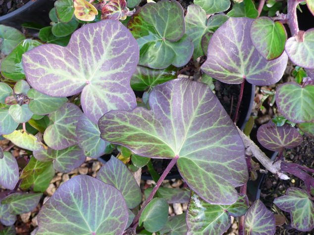 HEDERA helix Arborescens Nana