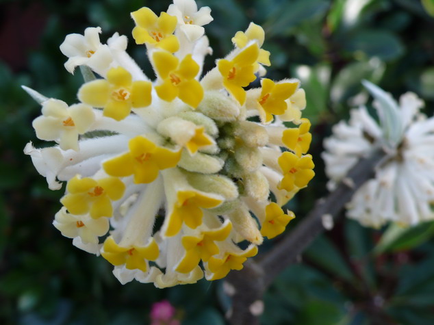EDGEWORTHIA chrysantha