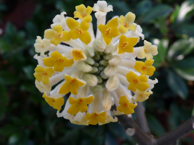 EDGEWORTHIA chrysantha
