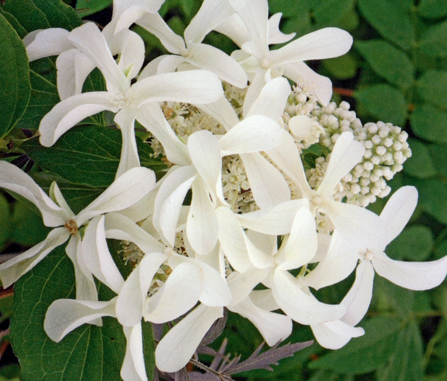 HYDRANGEA paniculata Great Star ®