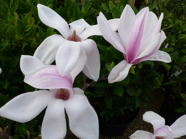 MAGNOLIA X.soulangeana Rustica Rubra