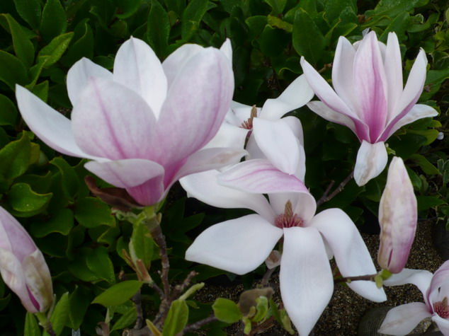 MAGNOLIA x.soulangeana Rustica Rubra