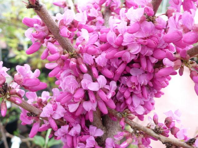 CERCIS chinensis Avondale