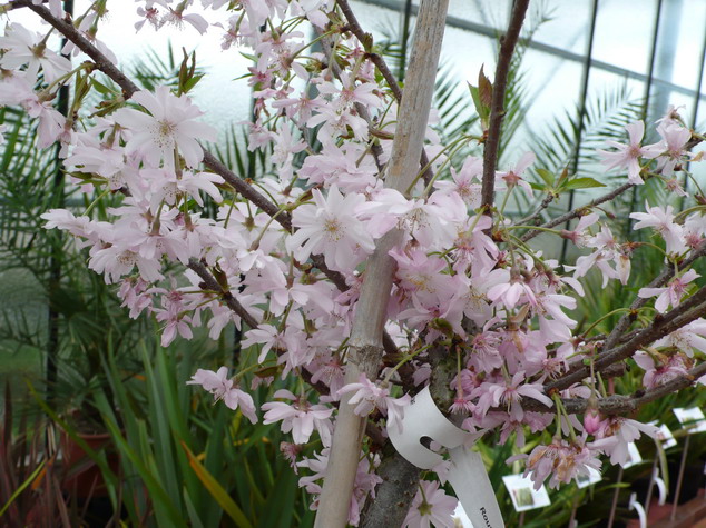 PRUNUS subhirtella Autumnalis Rosea