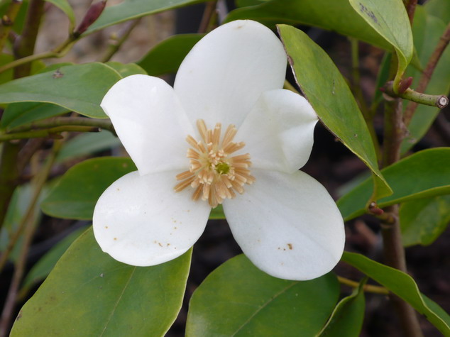 MICHELIA yunnanensis