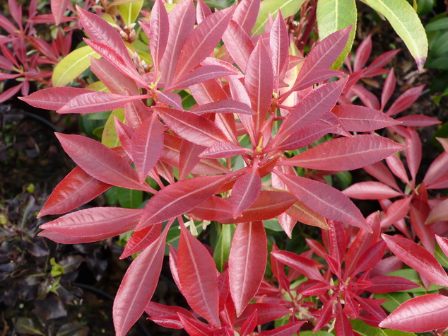 PIERIS japonica Mountain Fire