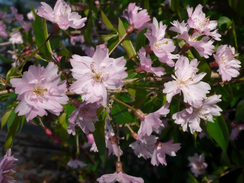PRUNUS subbhirtella Fukubana