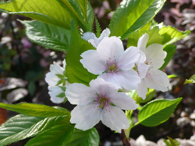PRUNUS serrulata Tai-haku : floraison de début de printemps. Nº2809