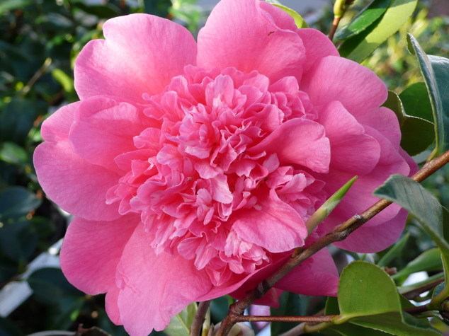 CAMELLIA x.williamsii Anticipation