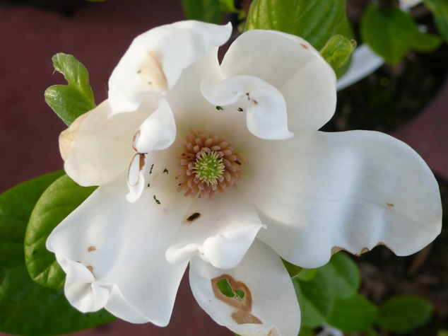 MAGNOLIA Yellow Lantern
