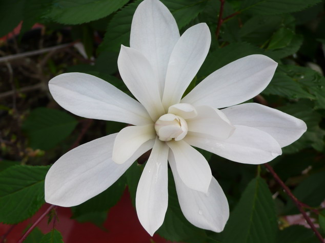 MAGNOLIA stellata Waterlily