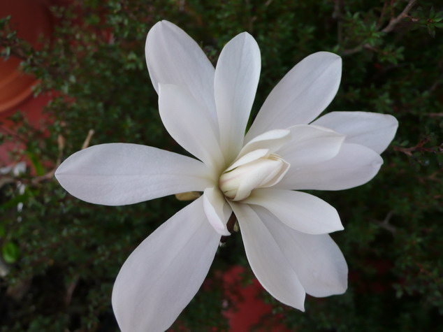 MAGNOLIA stellata Waterlily