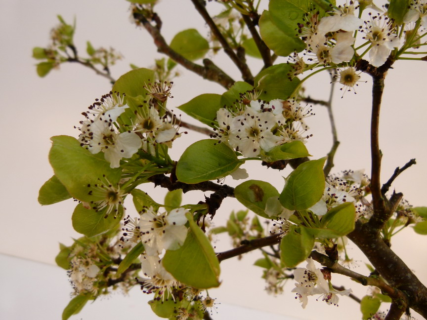 PYRUS calleryana Chanticleer Poirier d'ornement, poirier de Chine — free download