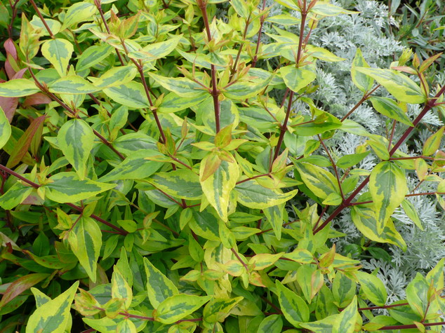 ABELIA x.grandiflora Kaleidoscope ® : feuillage coloré d'été. Nº2836