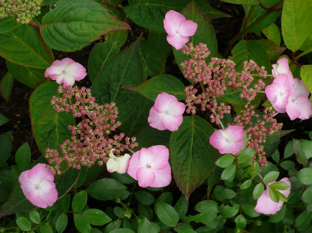 HYDRANGEA serrata Avelroz ®