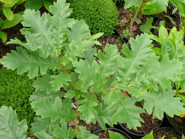QUERCUS cerris