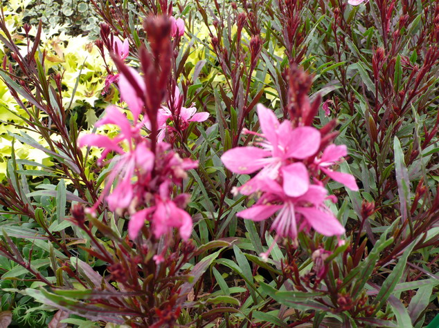 GAURA lindheimeri Blaze ®