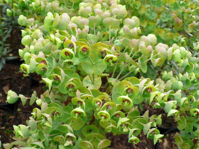 EUPHORBIA Baby Charm