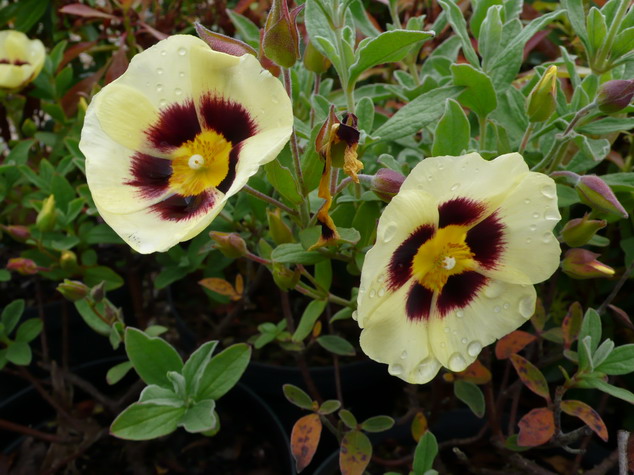 HALIMIOCISTUS wintonensis Merrist Wood Cream