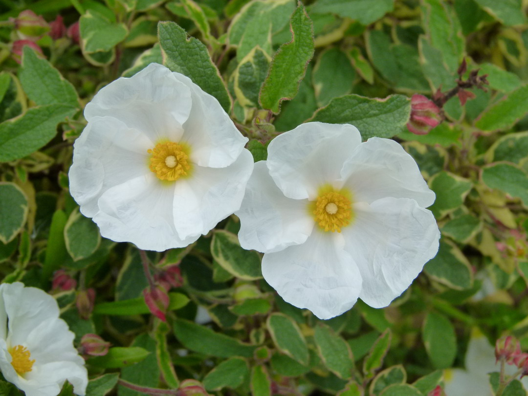 CISTUS X.corbariensis Rospico ®