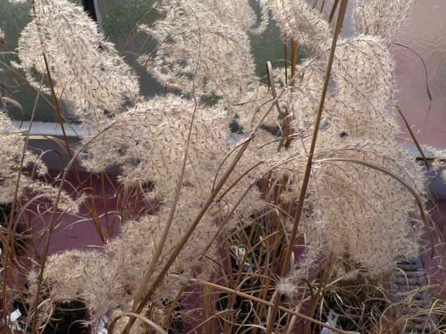 MISCANTHUS sinensis Kleine Fontäne