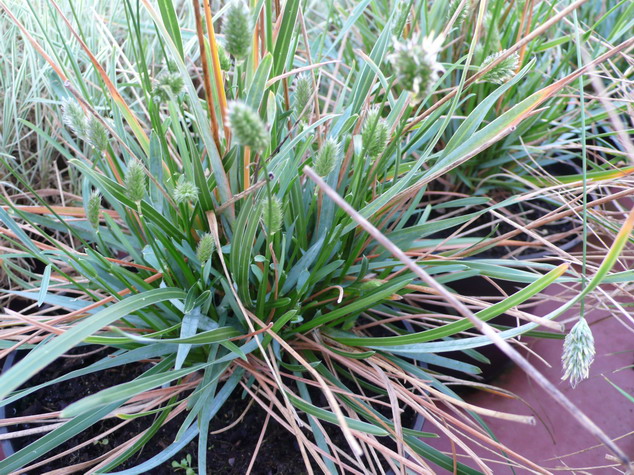 SESLERIA heuffleriana