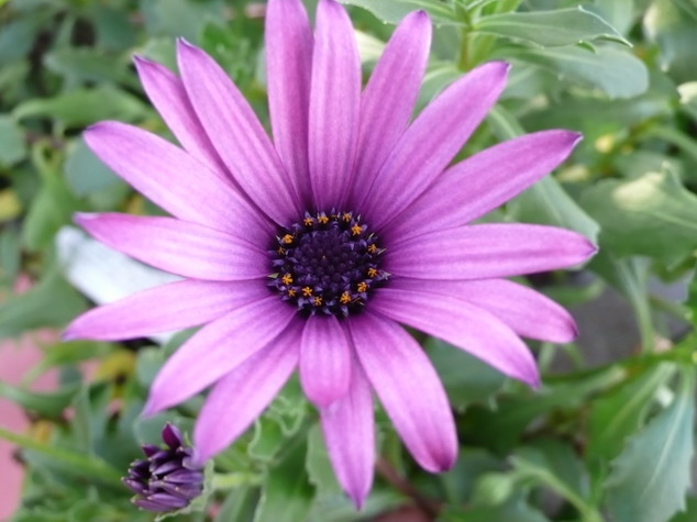 DIMORPHOTECA caulescens mauve