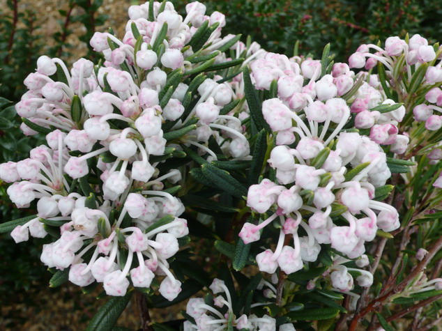 ANDROMEDA polifolia Nikko : floraison de fin d'hiver. Nº2878