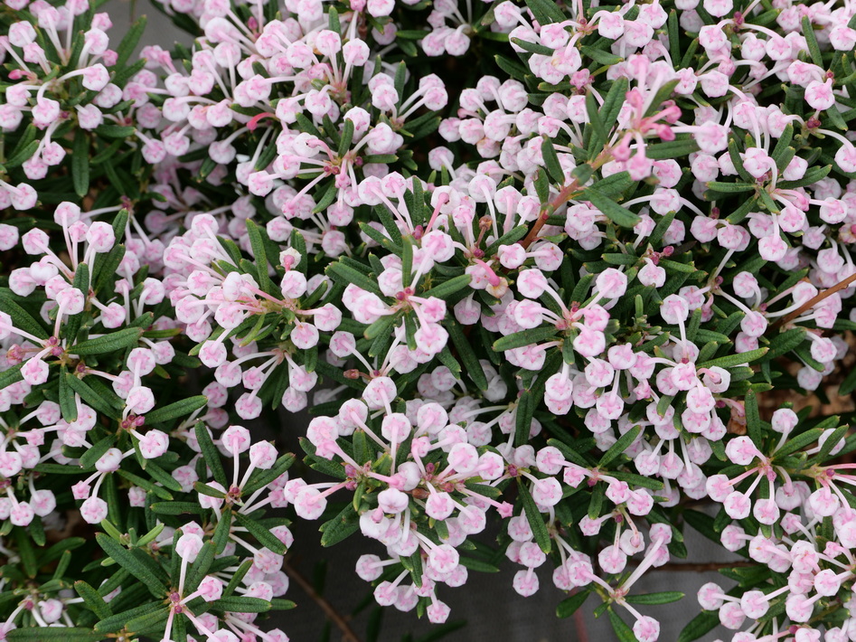 ANDROMEDA polifolia Nikko : floraison de fin d'hiver. Nº2879