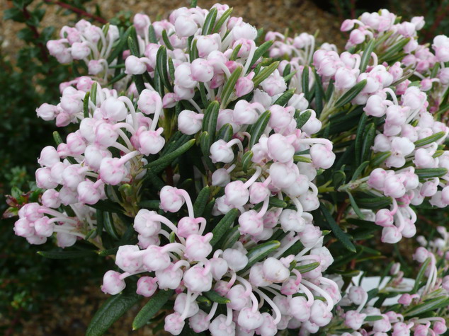 ANDROMEDA polifolia Nikko : floraison de fin d'hiver. Nº2880