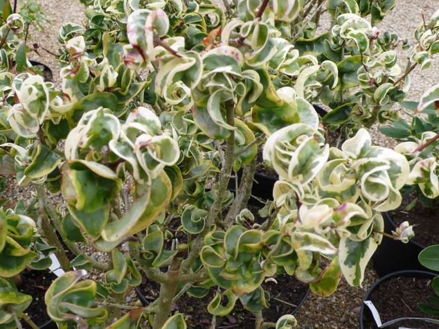 LIGUSTRUM japonicum Rotundifolium Variegatum
