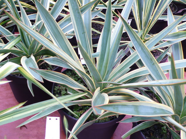 YUCCA gloriosa Variegata