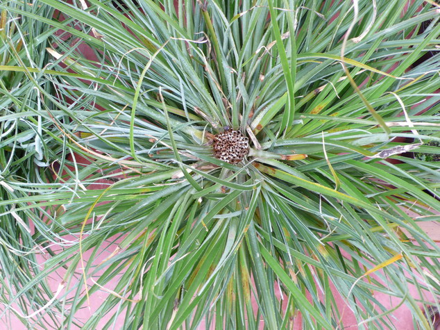 FASCICULARIA bicolor