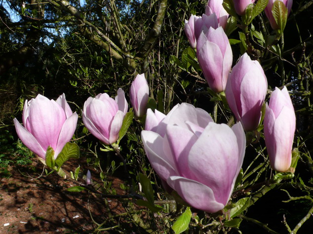 MAGNOLIA x.soulangeana