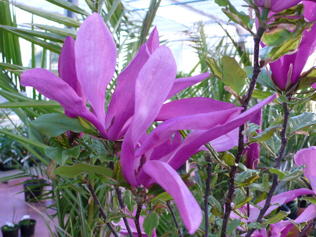 MAGNOLIA Susan